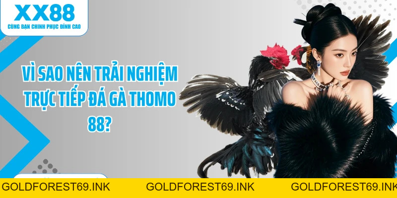 Trực Tiếp Đá Gà Thomo 88 - Thưởng Thức Chọi Kê Mãn Nhãn